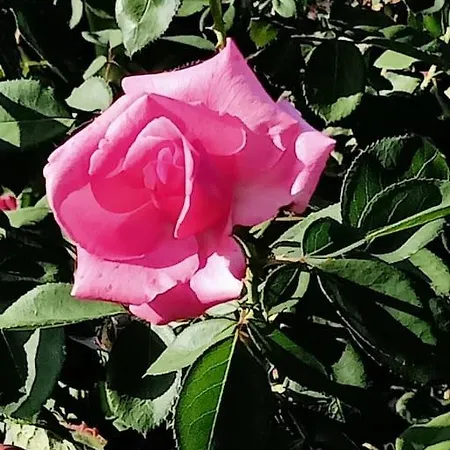 Il Giardino Degli Ulivi Βίλα